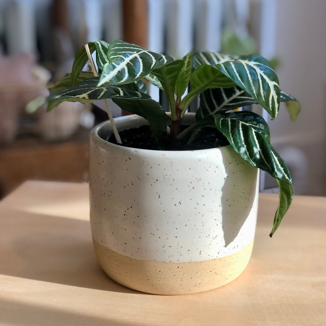 Aphelandra Dania (Zebra plant) - 4 po