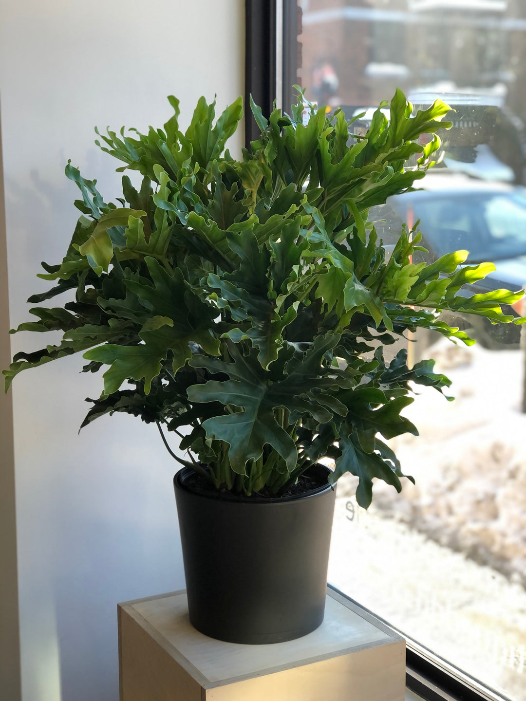 Philodendron Selloum - 10 po