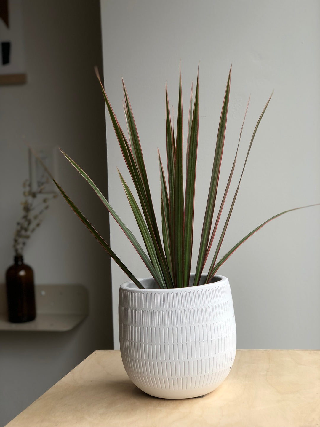Dracaena Marginata - 3 po