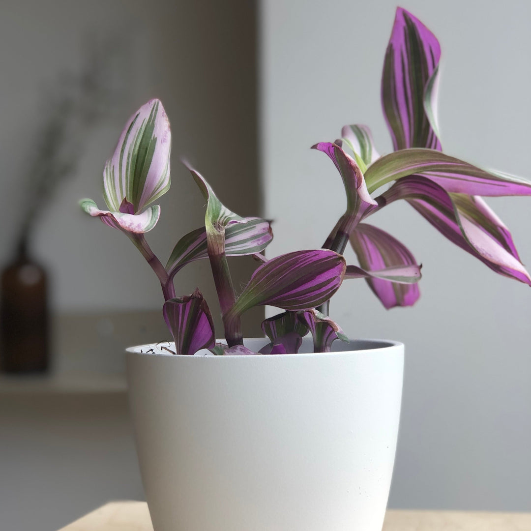 Tradescantia Nanouk (Bubblegum) - 4 in