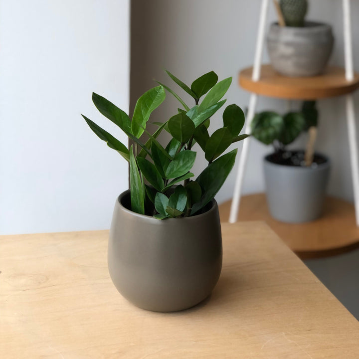 Zamioculcas  Zamifolia - Plante ZZ - 4 po