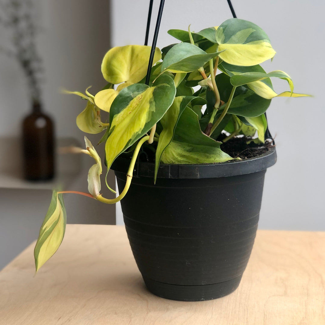 Philodendron Brazil - 6 po