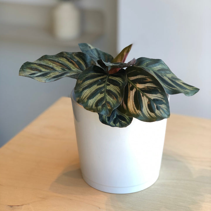 Calathea peacock (makoyana) - 2.5 po