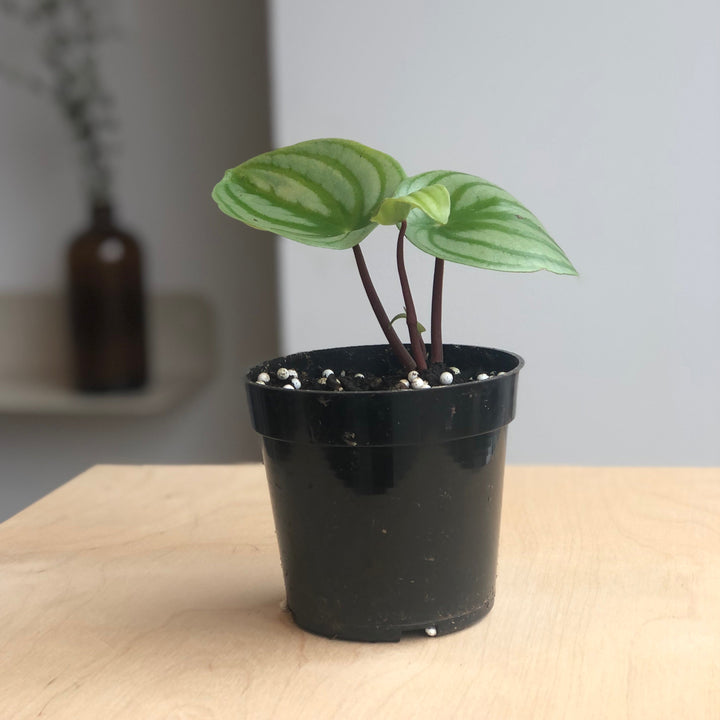 Peperomia Watermelon - 4 po