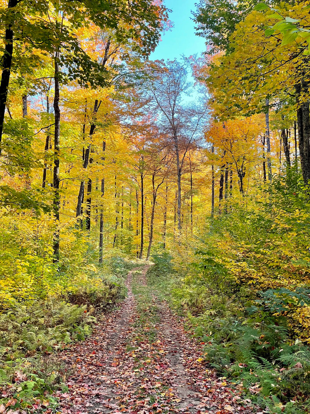 Nos 3 randonnées d'automne préférées