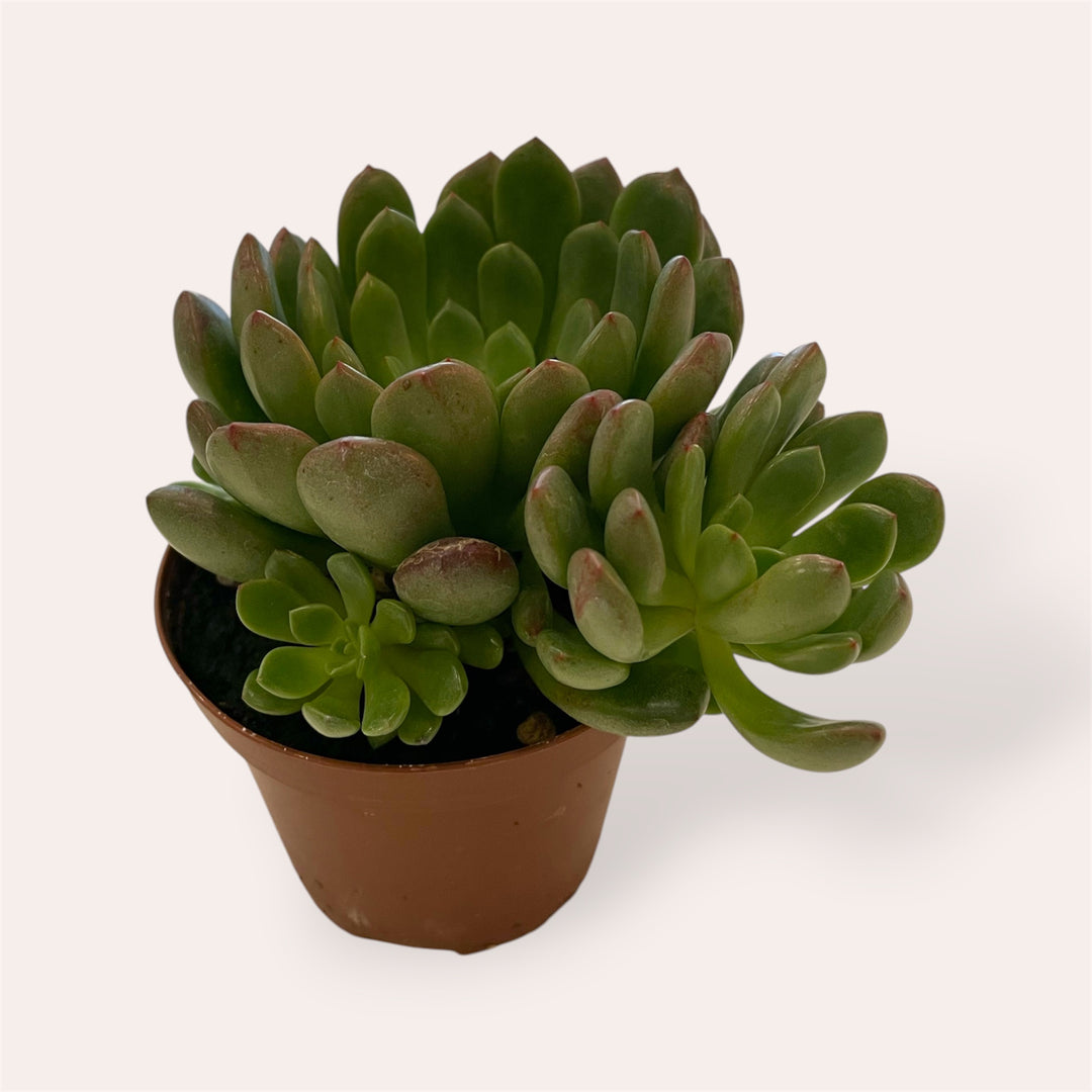 Assorted succulents - 2.5 in