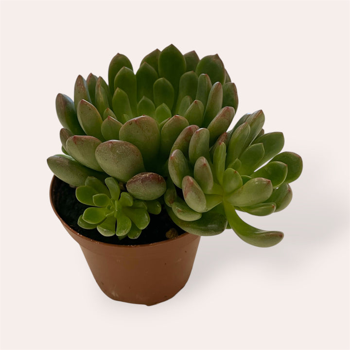 Assorted succulents - 2.5 in