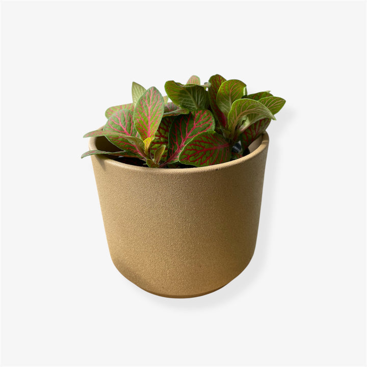 Fittonia - 4 in
