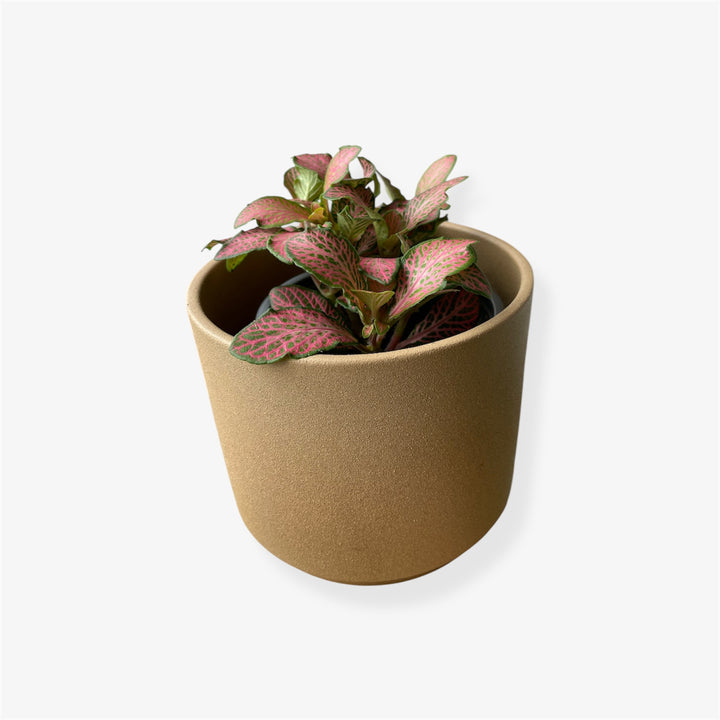 Fittonia - 4 in