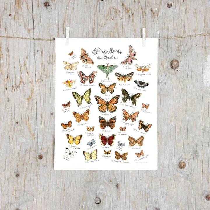 Affiche - Papillons du Québec