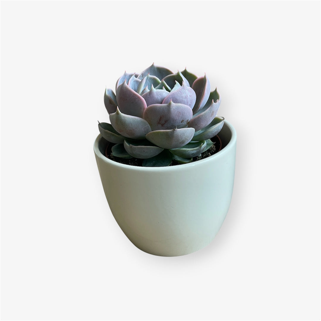 Echeveria skater - 2.5 in