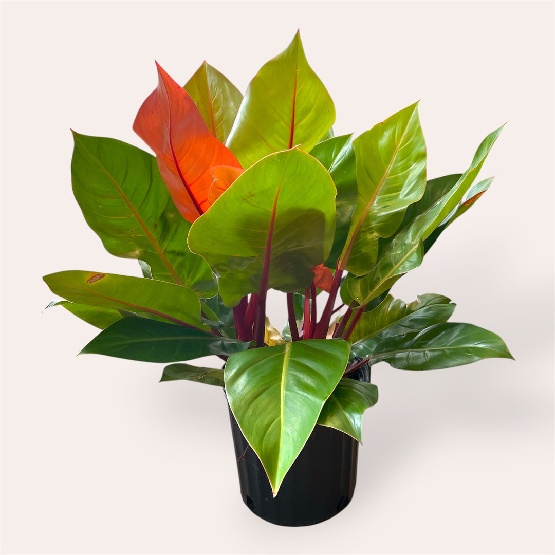 Philodendron Prince of Orange - 10 po
