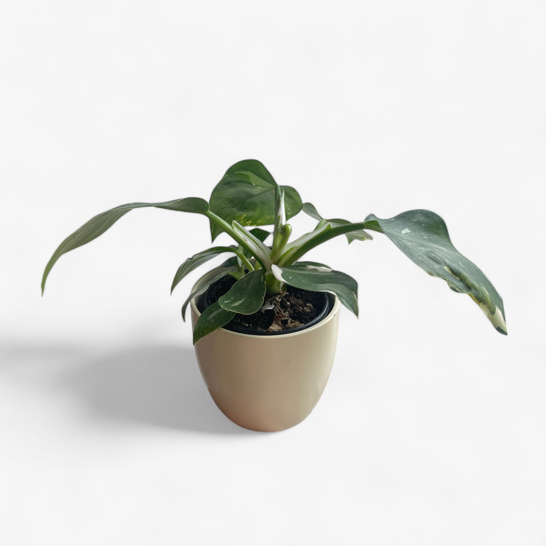 Philodendron White wizard - 4 po