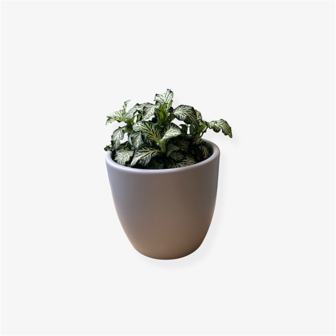 Fittonia - 3 in