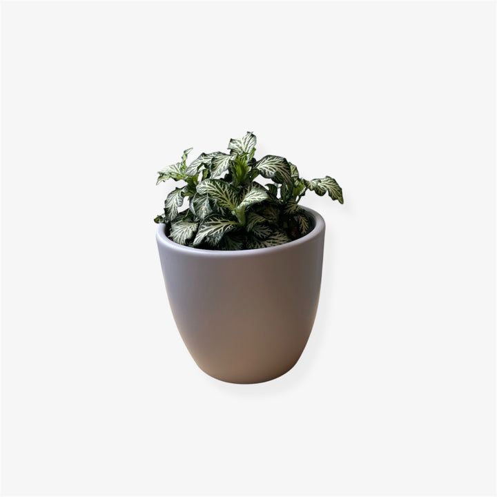Fittonia - 3 in