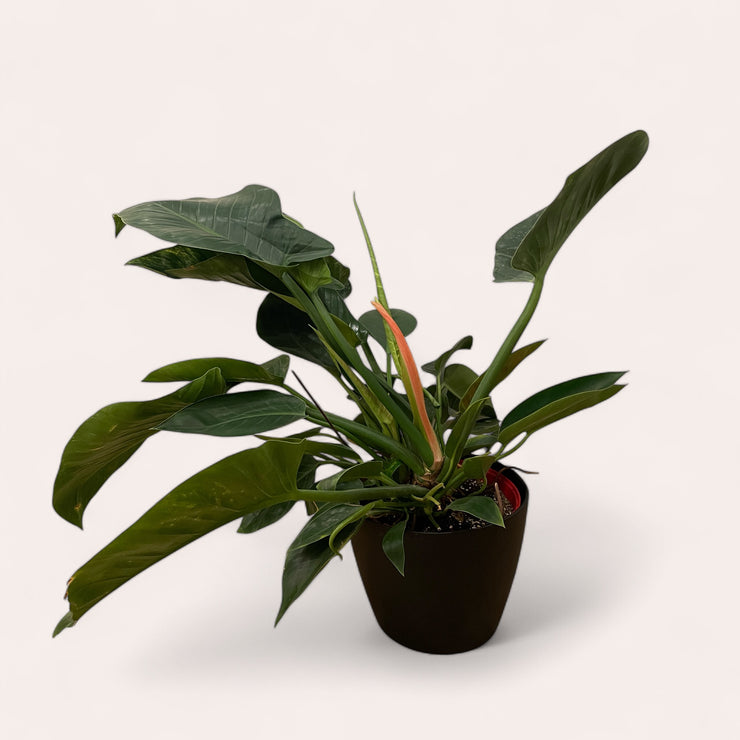 Philodendron Congo Rojo - 4 in