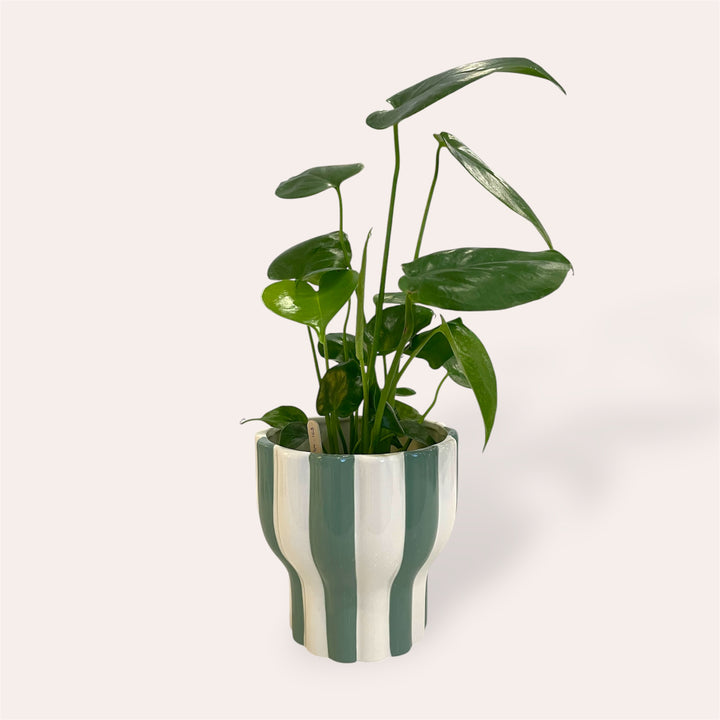 Plant pot - Green stripe - 5 in