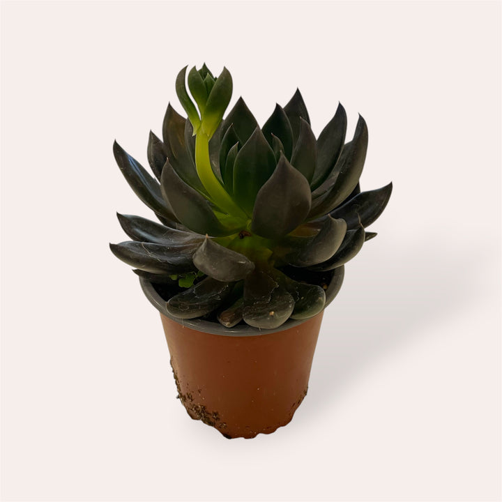 Assorted Succulents - 4"