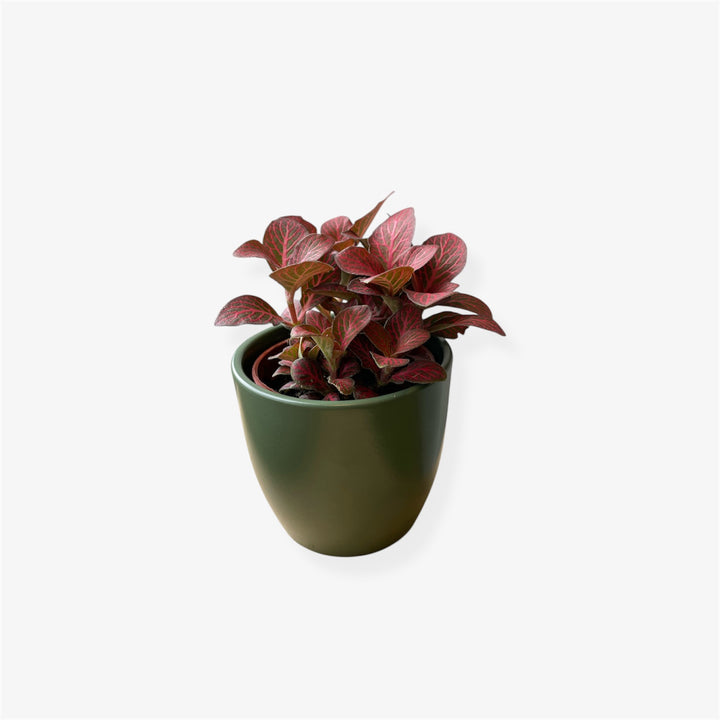 Fittonia - 3 in