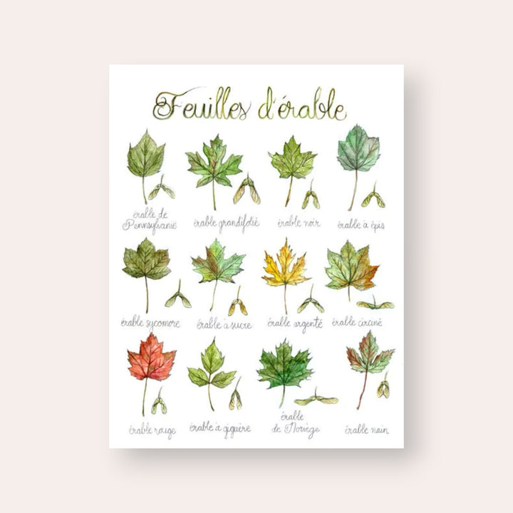 Affiche - Feuilles d'érable