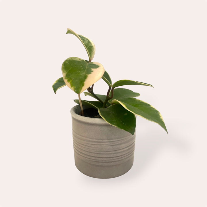 Cache-pot - Laos - Gris - 8 cm