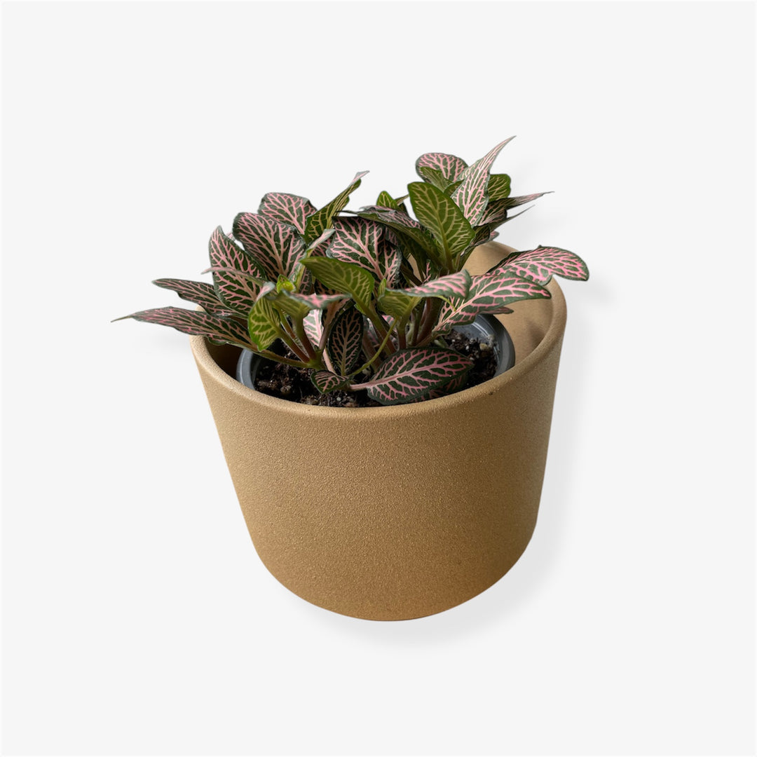 Fittonia - 4 in