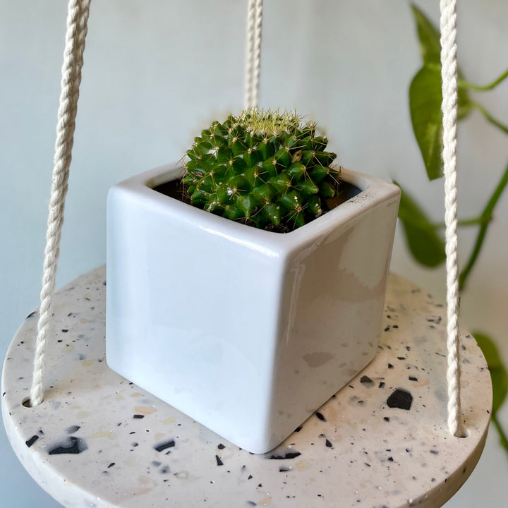 Cactus - 1.5 in