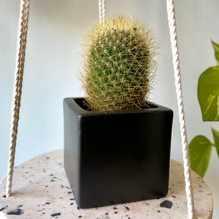 Cactus - 1.5 in