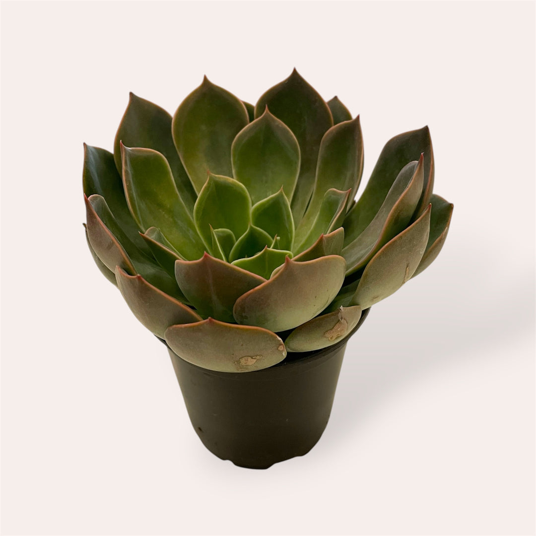 Assorted Succulents - 4"