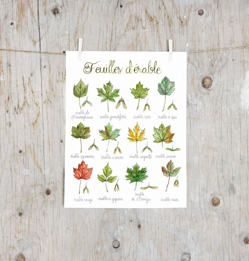 Affiche - Feuilles d'érable