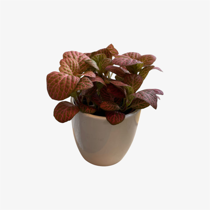 Fittonia - 2.5 po