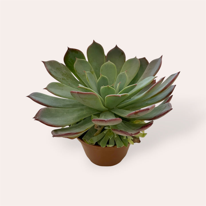 Assorted succulents - 2.5 in