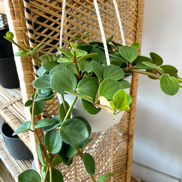 Peperomia Hope suspendu - 6 po