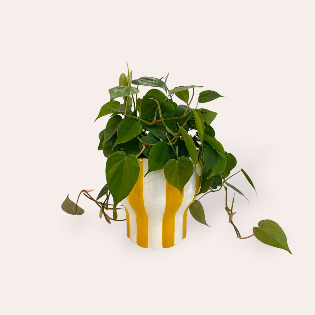 Plant pot - Yellow stripe - 6.5 in
