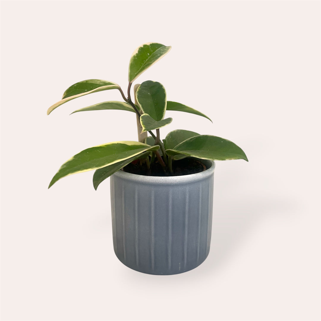 Cache-pot - Laos - Bleu gris - 8 cm