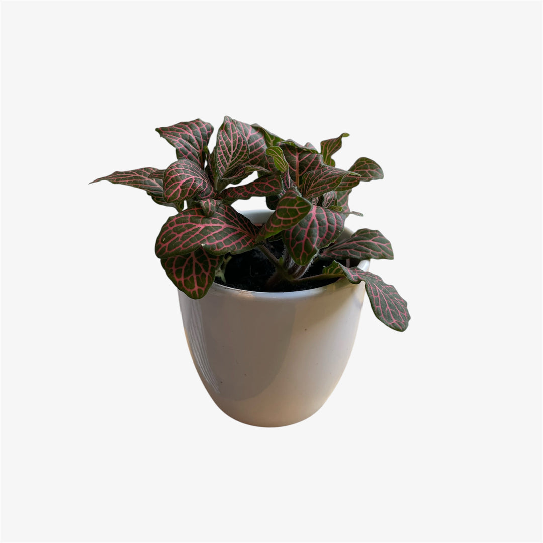 Fittonia - 2.5 po