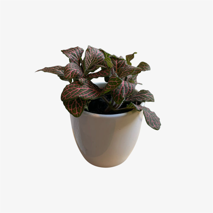 Fittonia - 2.5 po