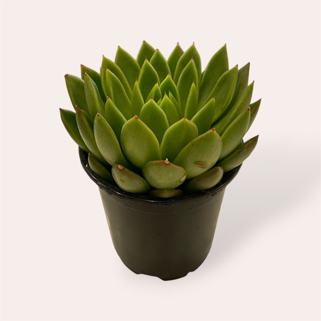 Assorted Succulents - 4"