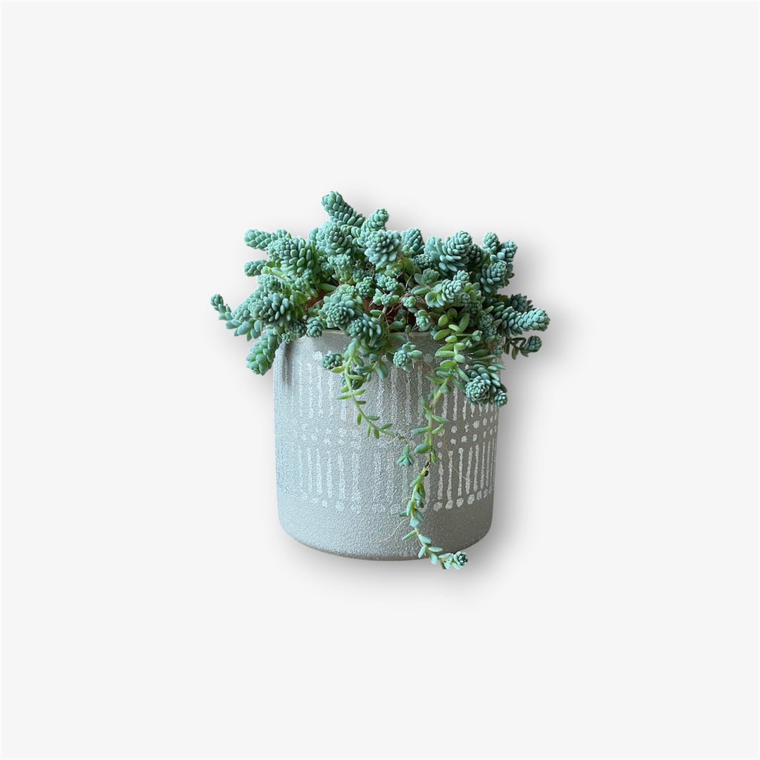 Sedum Tornado Succulent - 2.5 in
