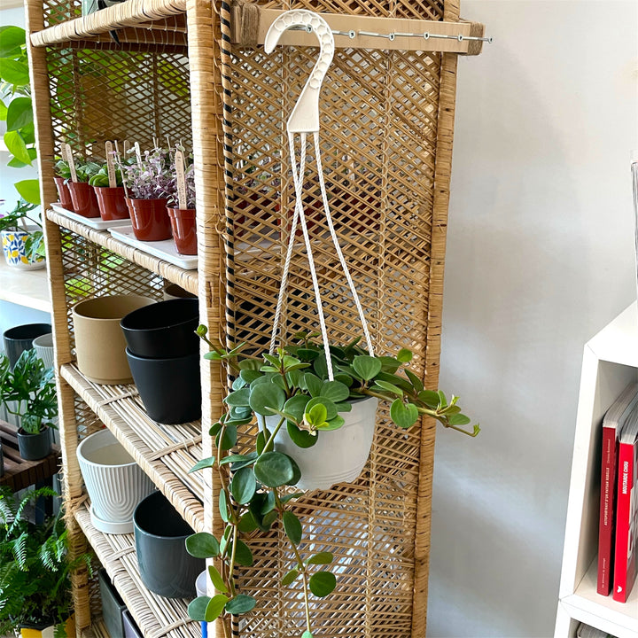 Peperomia Hope suspendu - 6 po