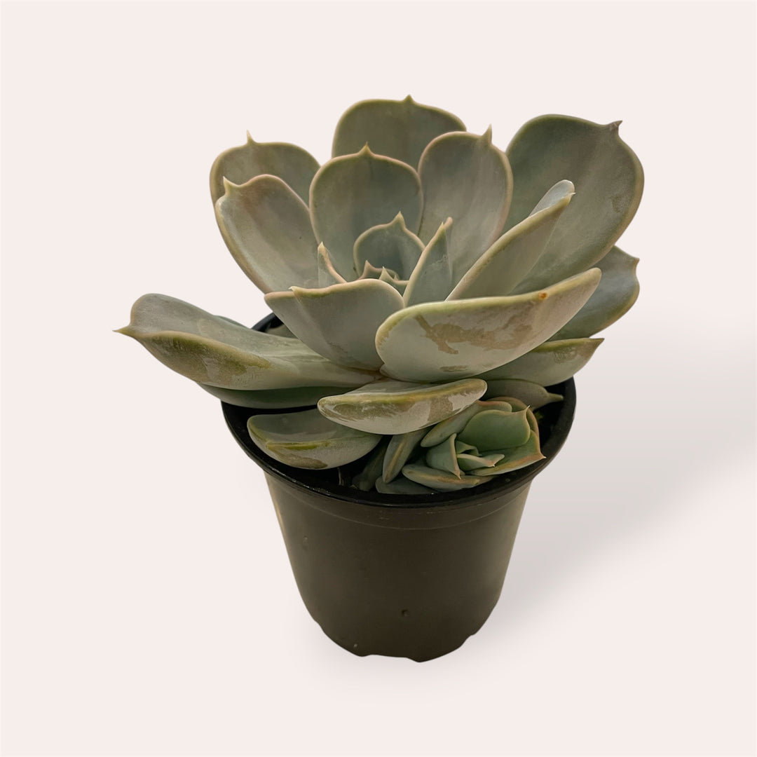 Assorted Succulents - 4"
