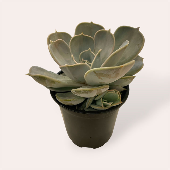 Assorted Succulents - 4"