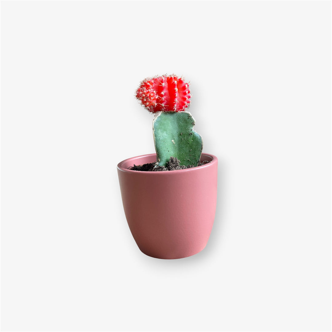 Cactus - 1.5 in