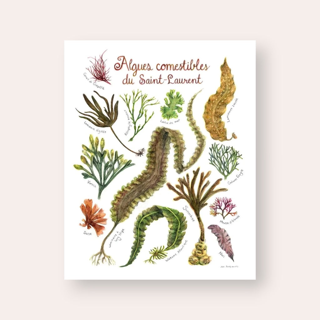 Affiche - Algues comestibles du fleuve Saint-Laurent