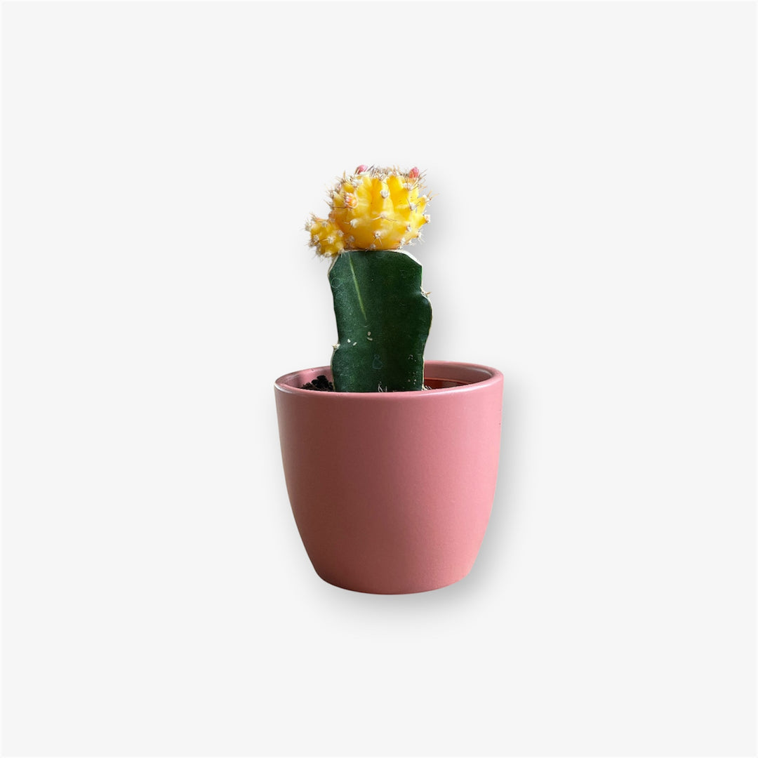 Cactus - 1.5 in