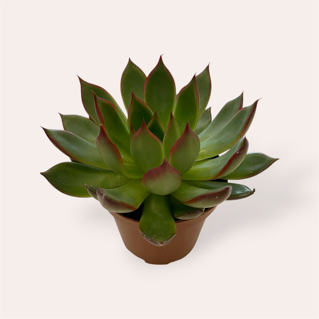 Assorted succulents - 2.5 in