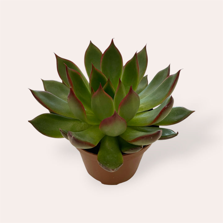 Assorted succulents - 2.5 in