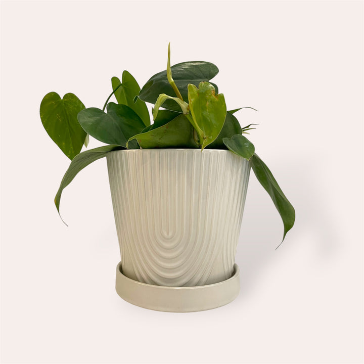 Plant pot - White ceramic with saucer - 6 in