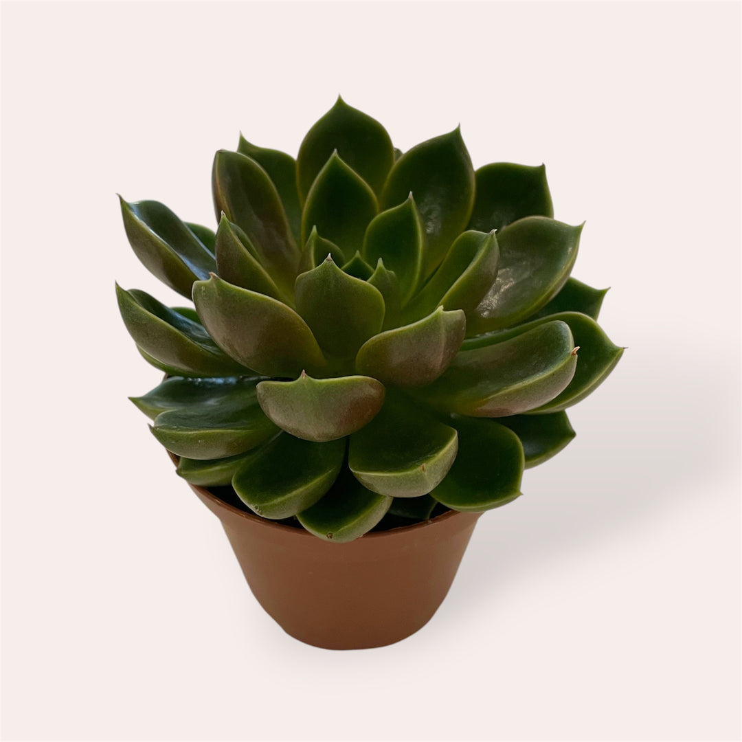 Assorted succulents - 2.5 in