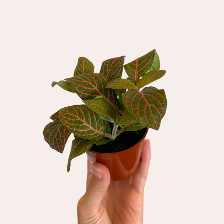 Fittonia - 2.5 po